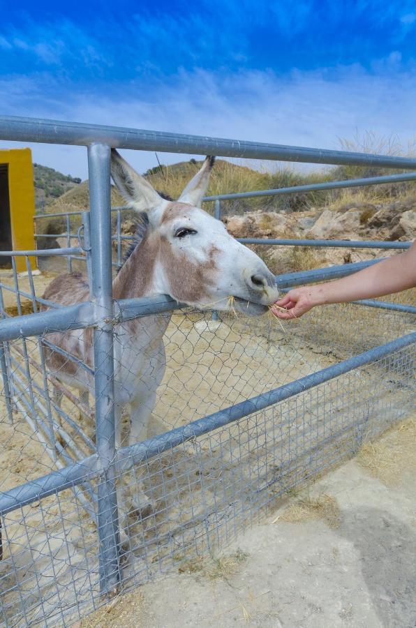 בית הארחה Fuente Alamo  	Finca Liarte מראה חיצוני תמונה